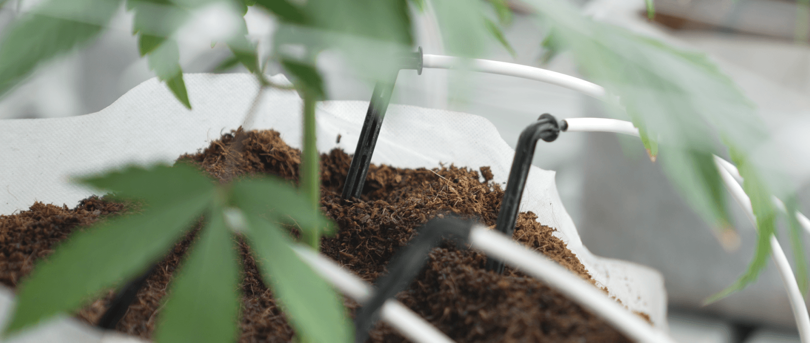 Greenhouse with NeutraFog system
