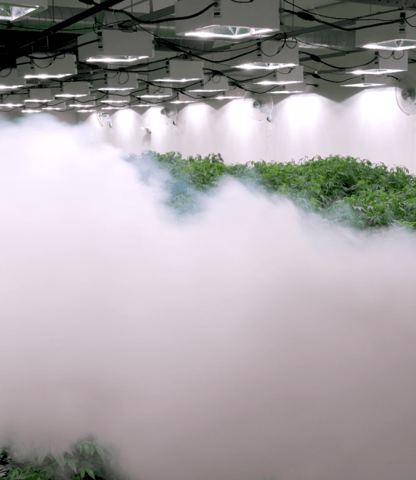 NeutraFog solution in action